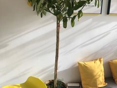 -五进制 Coffee Shop