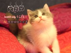 -Bastet sally猫舍购宠(静安店)