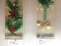 -青藏高原自然博物馆