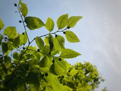 -上海市龙华烈士陵园