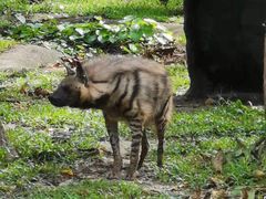 -清迈夜间动物园