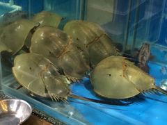 -御唐府海珊瑚主题餐厅