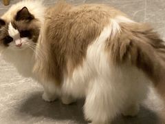 -爱诺耐芙动物医院(万博店)