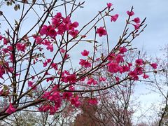 -天适樱花悠乐园