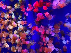 -成都浩海立方海洋公园