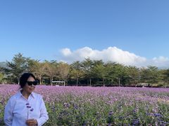 -亚龙湾国际玫瑰谷