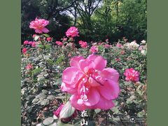 -上海共青森林公园