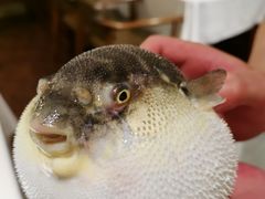 -肆月河豚·新淮扬(金融街店)