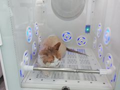 -爱洗澡的猫(望京店)