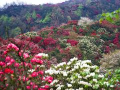-贵州百里杜鹃风景名胜区