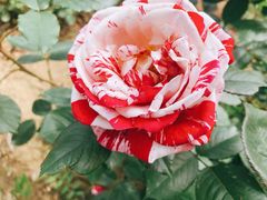 -鹅湖玫瑰文化园