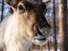 -塞罕坝国家级自然保护区