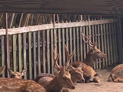 -上海野生动物园