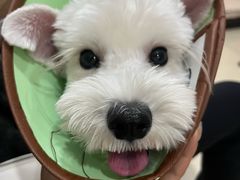 -米苏动物医院·犬猫专科·骨科外科内窥镜