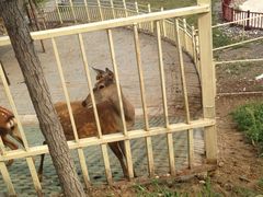 iphone_upload_pic-北京鹿世界主题园
