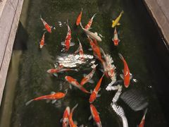 -鲤院·新中式美学·庭院餐厅(夫子庙店)