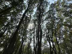 -昆山城市生态森林公园