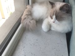 -鼓捣猫呢主题猫咖店