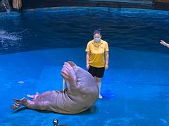 -烟台海昌鲸鲨海洋公园