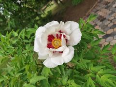 -黑龙江省森林植物园