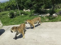 -西安秦岭野生动物园