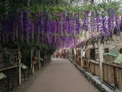 -呀路古热带植物园