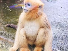 -贵州森林野生动物园