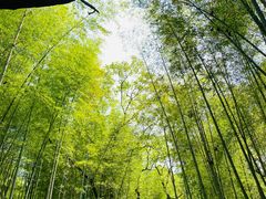 -青龙山国家森林公园