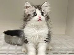 -lincat·猫舍(广州店)
