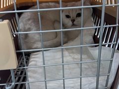 -纳吉亚猫专科动物医院·北北分院