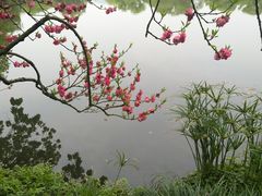 -西湖外事游船(花港观鱼码头)