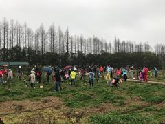 -上海长兴岛郊野公园