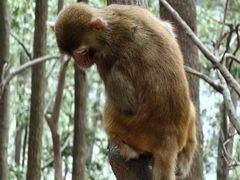 -黔灵山公园