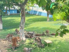 -西霞口神雕山野生动物世界