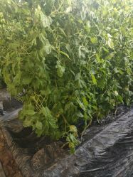 -蓝呗呗蓝莓草莓采摘园(通州区马驹桥店)