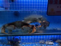 -鸽子侯·家宴·平价海鲜(市图书馆店)