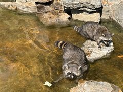 -北京野生动物园