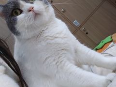 -MOCHA明星猫咖(田子坊店)