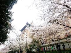 -武汉大学-樱园