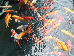 -大埔公路-马料水段香港中文大学(公交站)