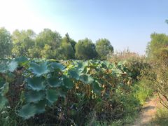 -长兴太湖图影湿地文化园