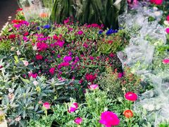 -金陵花卉交易市场