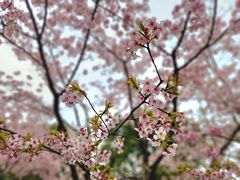-顾村公园