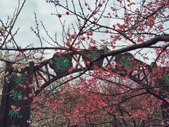 -香雪海