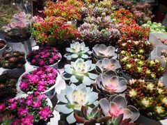 -朝来春花卉市场