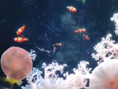 -欢乐海岸海洋奇梦馆