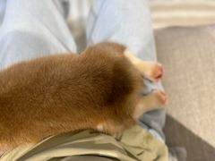 -翊宠yipet猫狗购宠庄园犬舍•猫舍