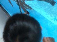 -帝企鹅自助餐厅•儿童岛•真企鹅(长隆企鹅酒店)