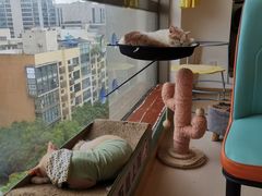 -猫在这儿猫咪咖啡馆·撸猫馆