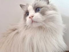 -东方名猫馆·英短金渐层布偶猫舍(环线广场1号楼店)